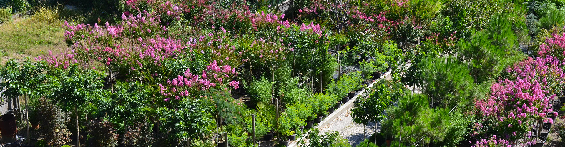 plantes méditerranéennes - Pépinière d'Azay-sur-Cher