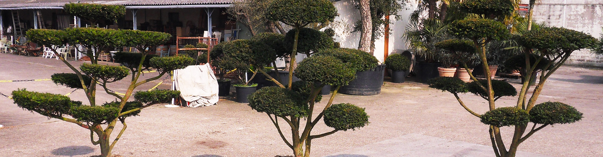 Bonsaïs de Jardin dans votre pépinière à Azay-sur-Cher