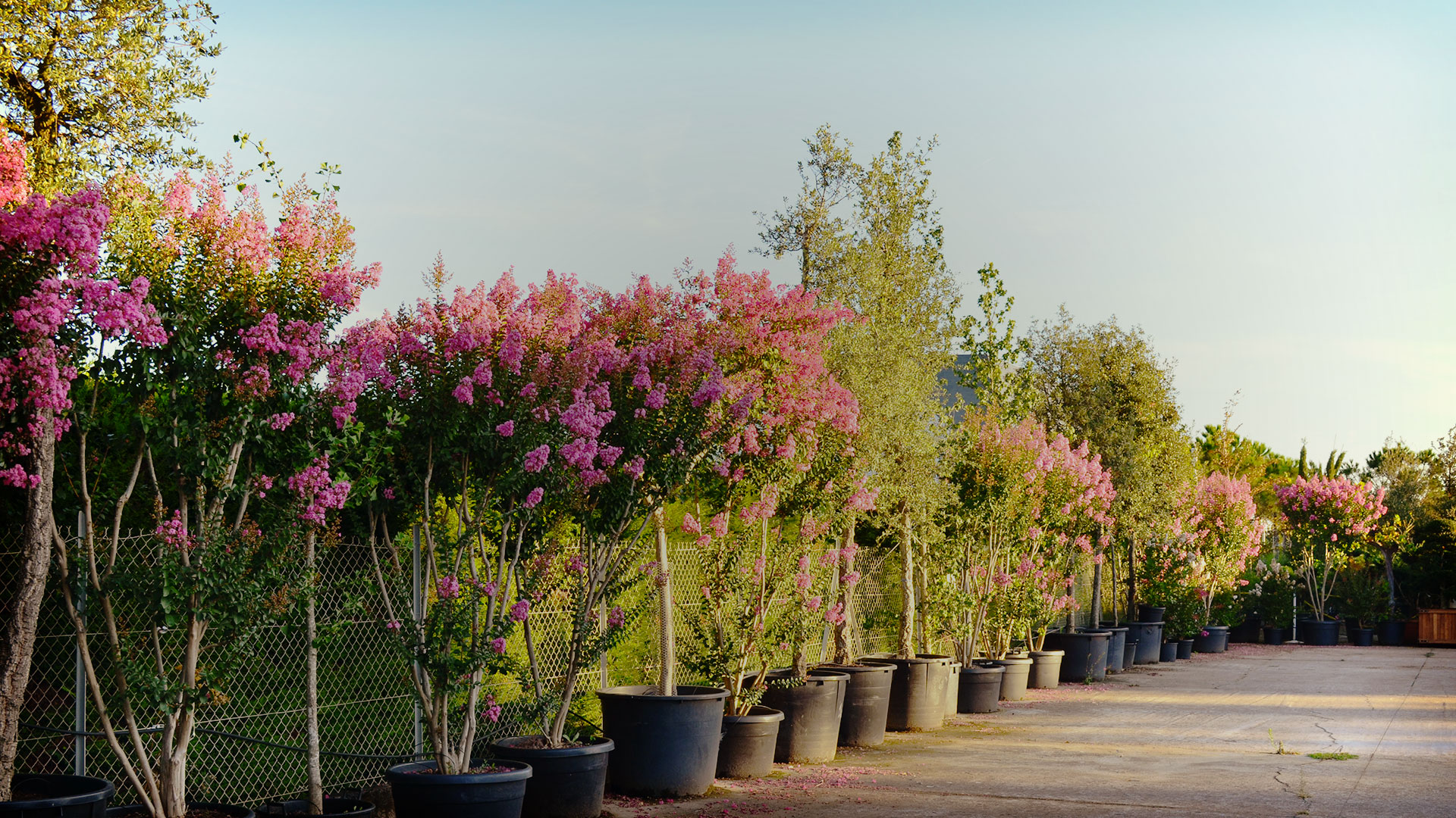 La plante du mois