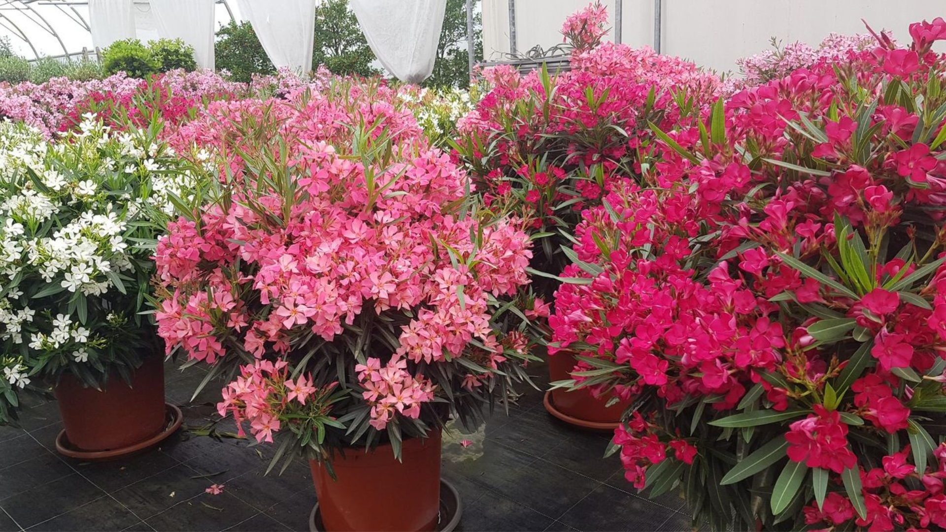 Votre pépinière Fleurs & Passion